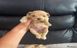 Maltipoo dogs for sale: Stunning litter of tiny maltipoos - Image 7