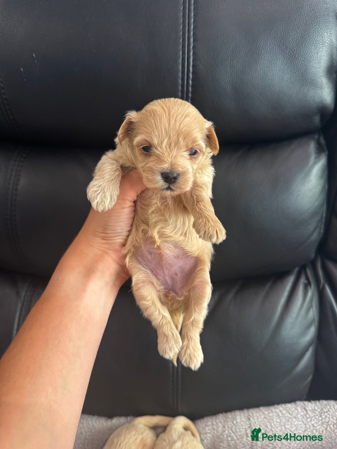 Maltipoo dogs for sale: Stunning litter of tiny maltipoos - Image 7