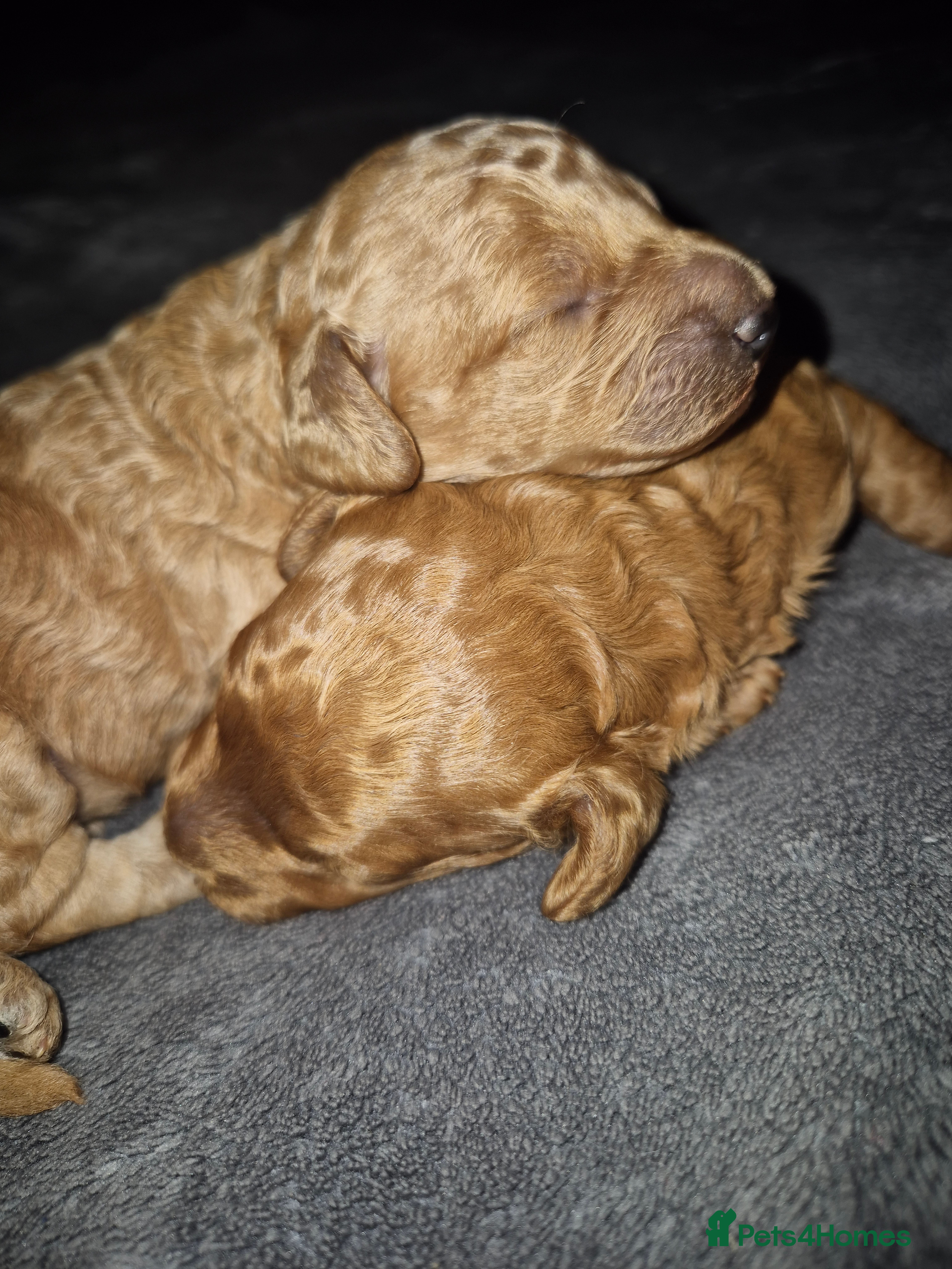 Miniature Poodle dogs KC register miniature poodles RED - Advert 1