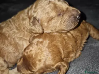 Miniature Poodle dogs KC register miniature poodles RED - Advert 1