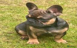 French Bulldog dogs for sale: 3 x Champion Sired KC Reg French Bulldog girls in Doncaster - Image 3
