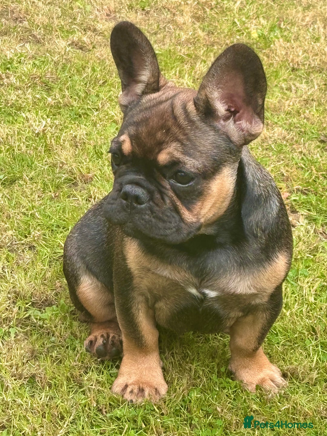 French Bulldog dogs for sale: 3 x Champion Sired KC Reg French Bulldog girls in Doncaster - Image 3