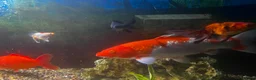 Koi Carp fish for sale: Large Koi and Goldfish – Rehome Together in Newark - Advert 2