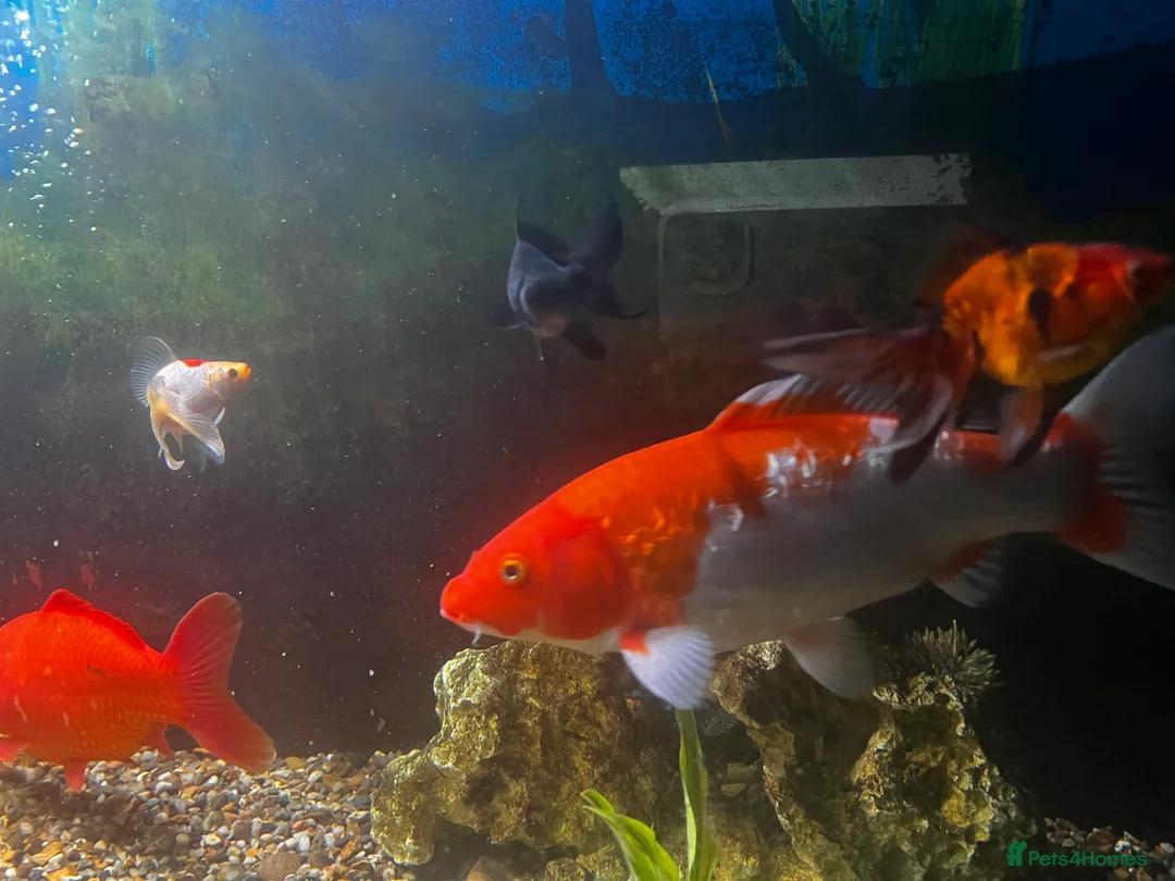Koi Carp fish for sale: Large Koi and Goldfish – Rehome Together in Newark - Advert 2
