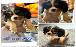 Cavalier King Charles Spaniel dogs for sale: King Charles cavalier puppies for sale  - Image 6