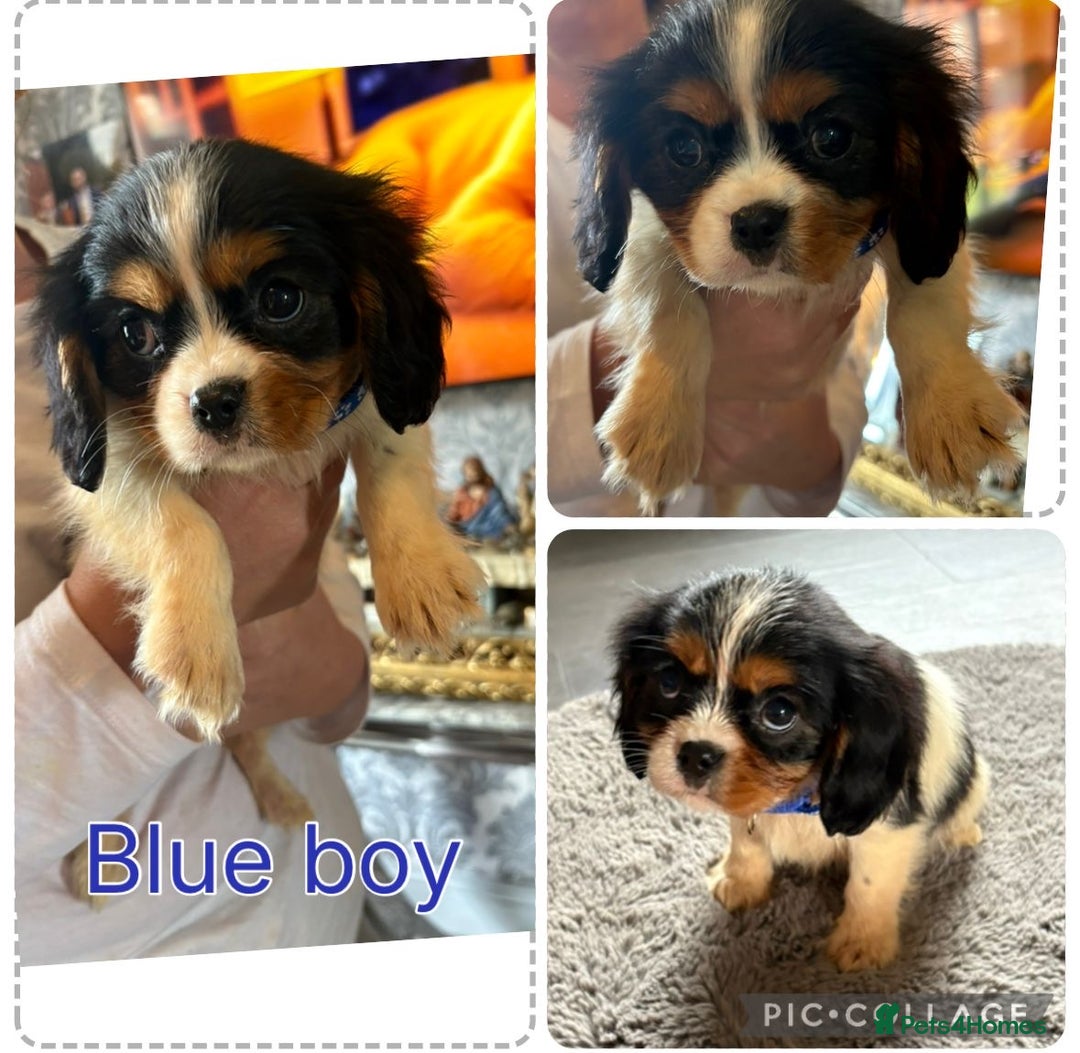 Cavalier King Charles Spaniel dogs for sale: King Charles cavalier puppies for sale  - Image 6