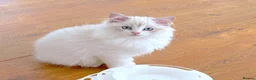 Ragdoll cats for sale: INDOOR GCCF REGISTERED RAGDOLL KITTENS - Advert 20