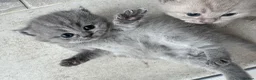 British Shorthair cats for sale: 3 beautiful Female BSH lilac and blues available  in Dartford - Advert 26