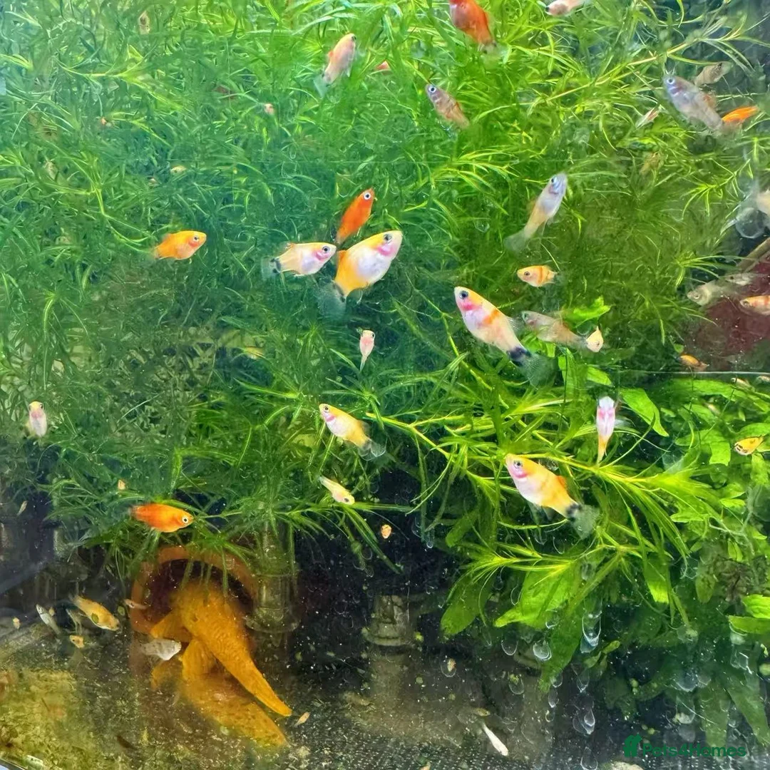 Platies fish for sale: small Platy, Guppy,shrimps &Bristlenose Pleco  - Advert 1