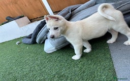 Akita dogs for sale: Beautiful Akita girl puppy for sale  - Image 11