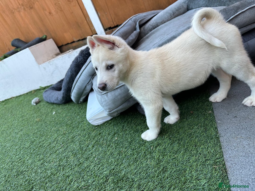 Akita dogs for sale: Beautiful Akita girl puppy for sale  - Image 11