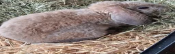 Mixed Breed rabbits for sale: Lop x rex astrex plush boy  - Advert 1