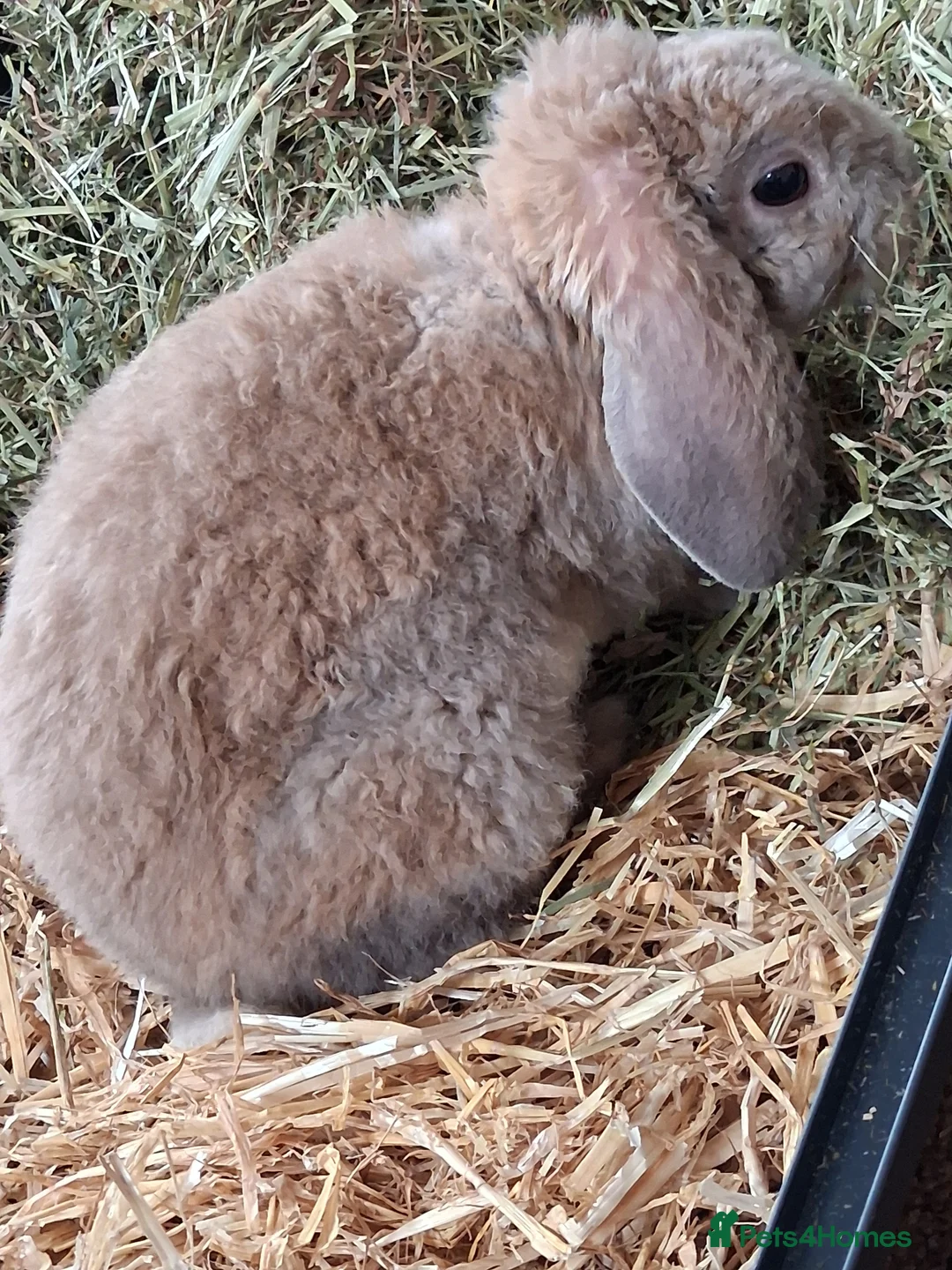 Mixed Breed rabbits for sale: Lop x rex astrex plush boy  - Advert 1