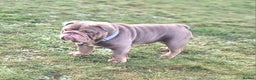 English Bulldog dogs for stud: Beautiful Kc registered English bulldog for stud - Advert 2