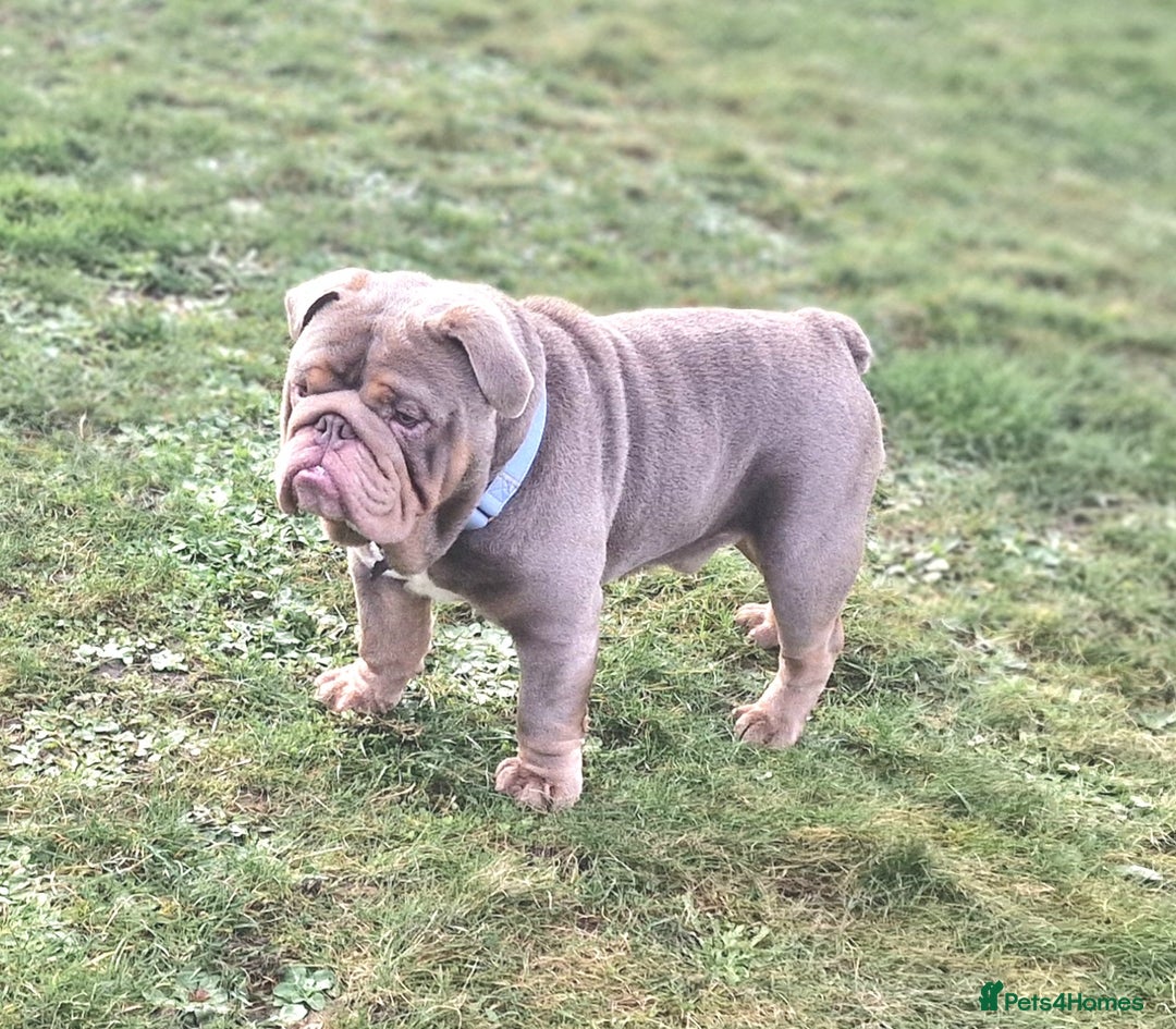 English Bulldog dogs for stud: Beautiful Kc registered English bulldog for stud - Advert 2
