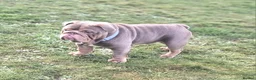 English Bulldog dogs for stud: Beautiful Kc registered English bulldog for stud - Advert 2