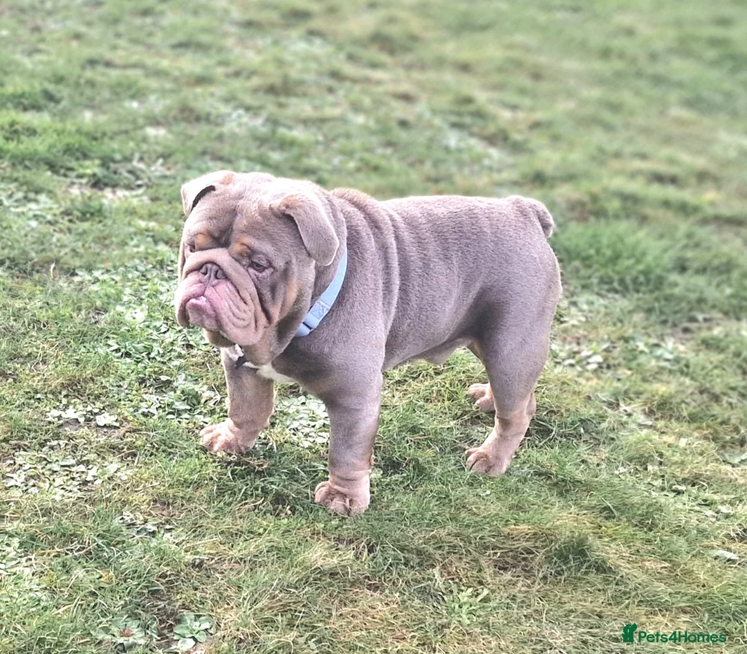 English Bulldog dogs for stud: Beautiful Kc registered English bulldog for stud - Advert 2