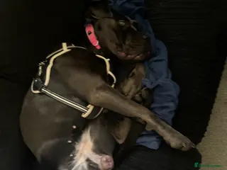 Cane Corso dogs Cane corso - Advert 1