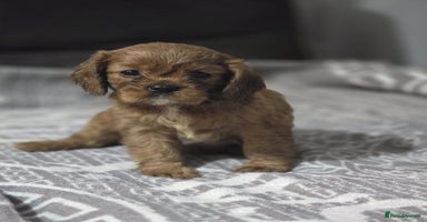 Cavalier King Charles Spaniel dogs - Advert 6
