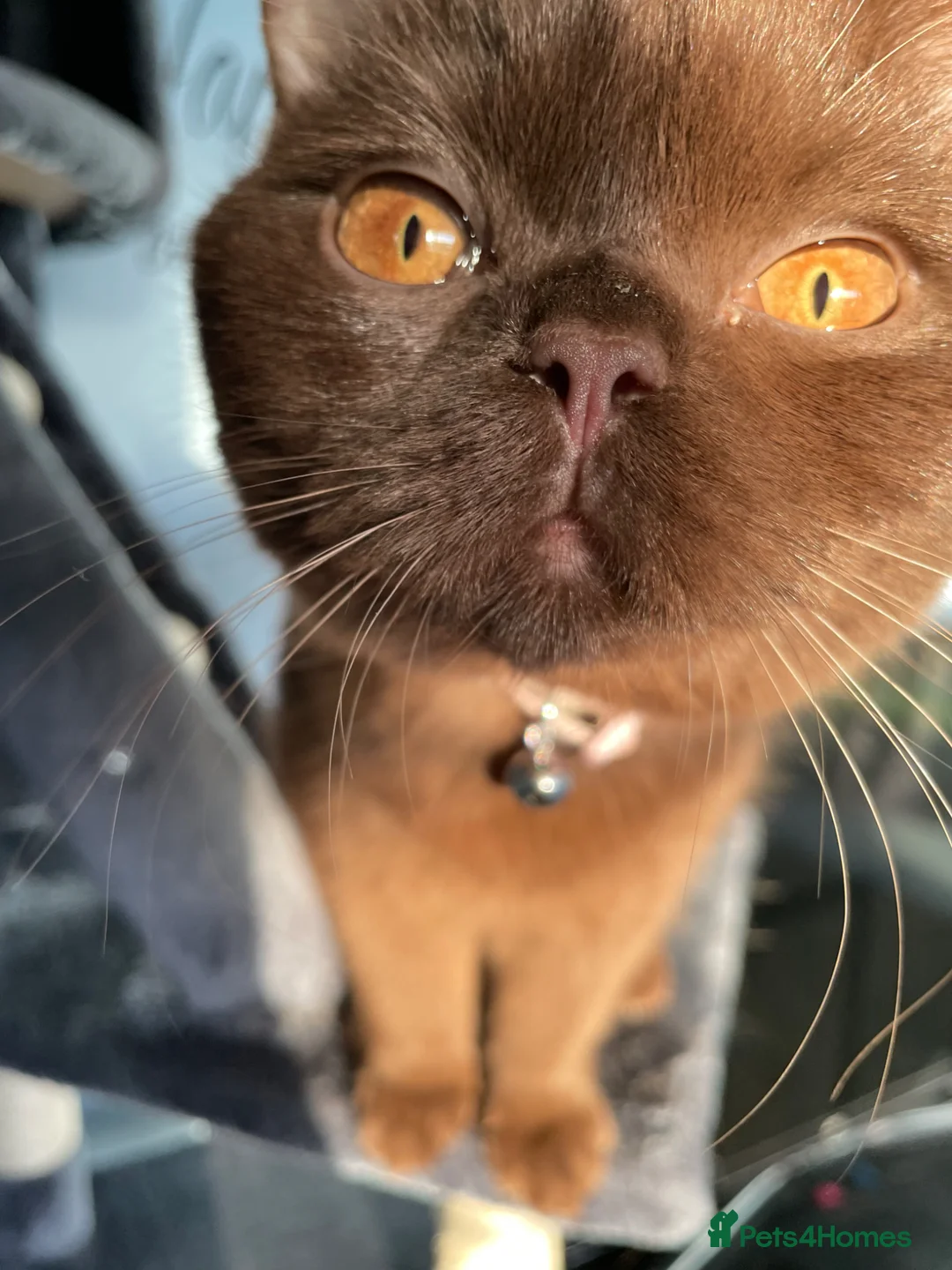 British Shorthair cats for sale: Coco, Chocolate British Short Hair in Sheffield - Advert 3