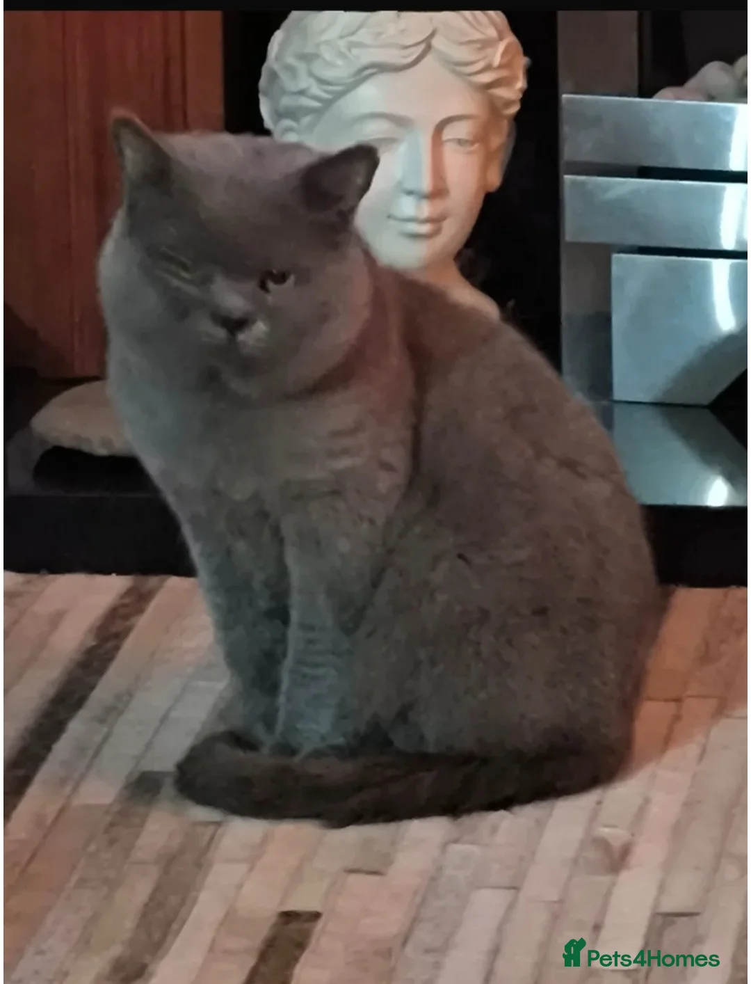 British Shorthair cats for sale: Male British Shorthair For Sale! - Advert 2