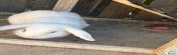Mixed Breed rabbits for sale: 2 brother rabbits for sale  - Advert 3