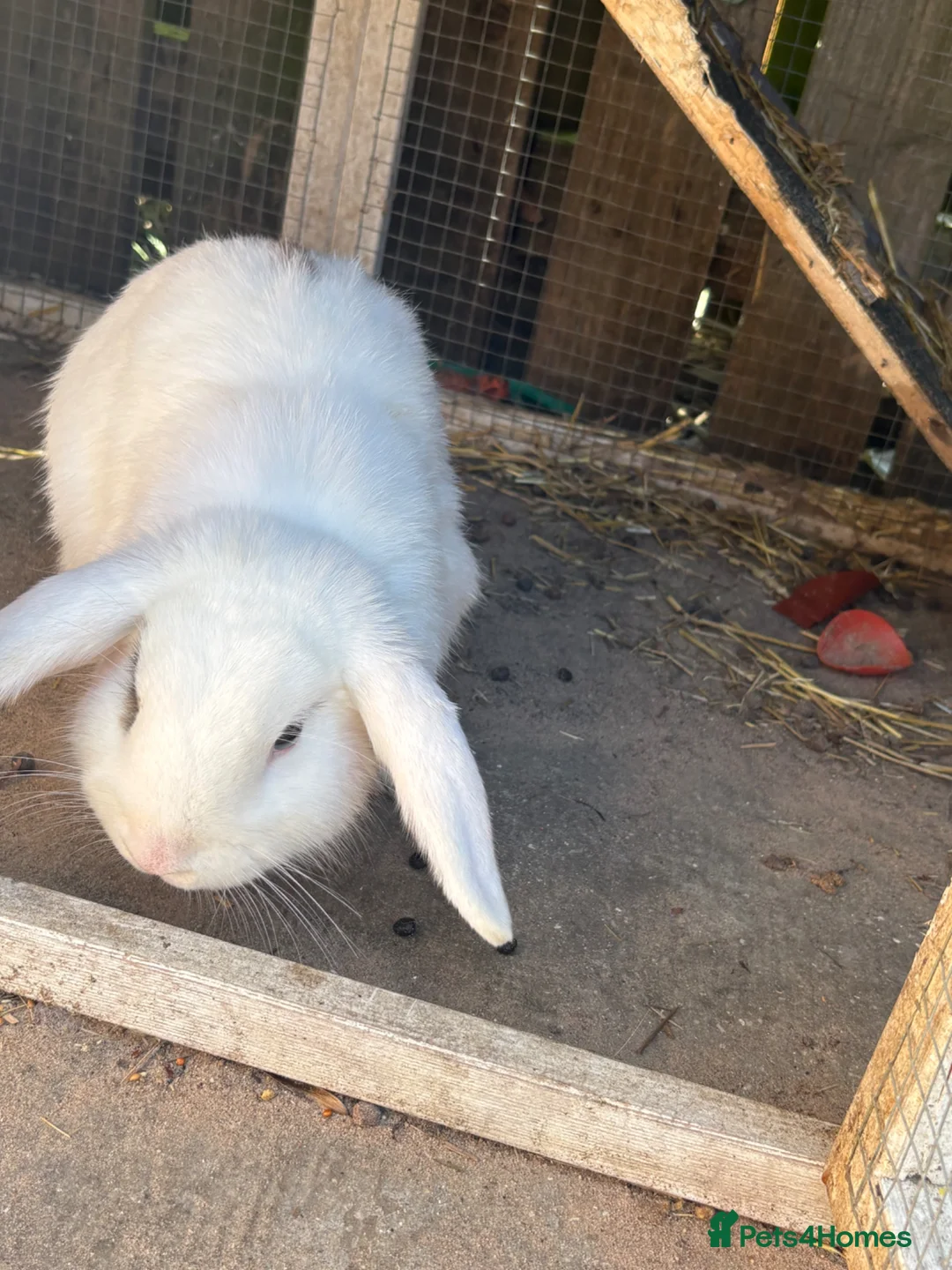 Mixed Breed rabbits for sale: 2 brother rabbits for sale  - Advert 3