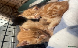 Domestic Shorthair cats for sale: Gorgeous kittens for sale  - Image 2