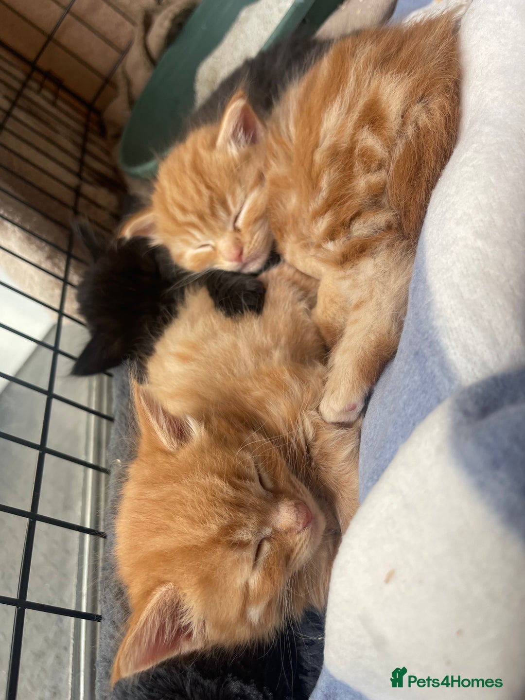 Domestic Shorthair cats for sale: Gorgeous kittens for sale  - Image 2