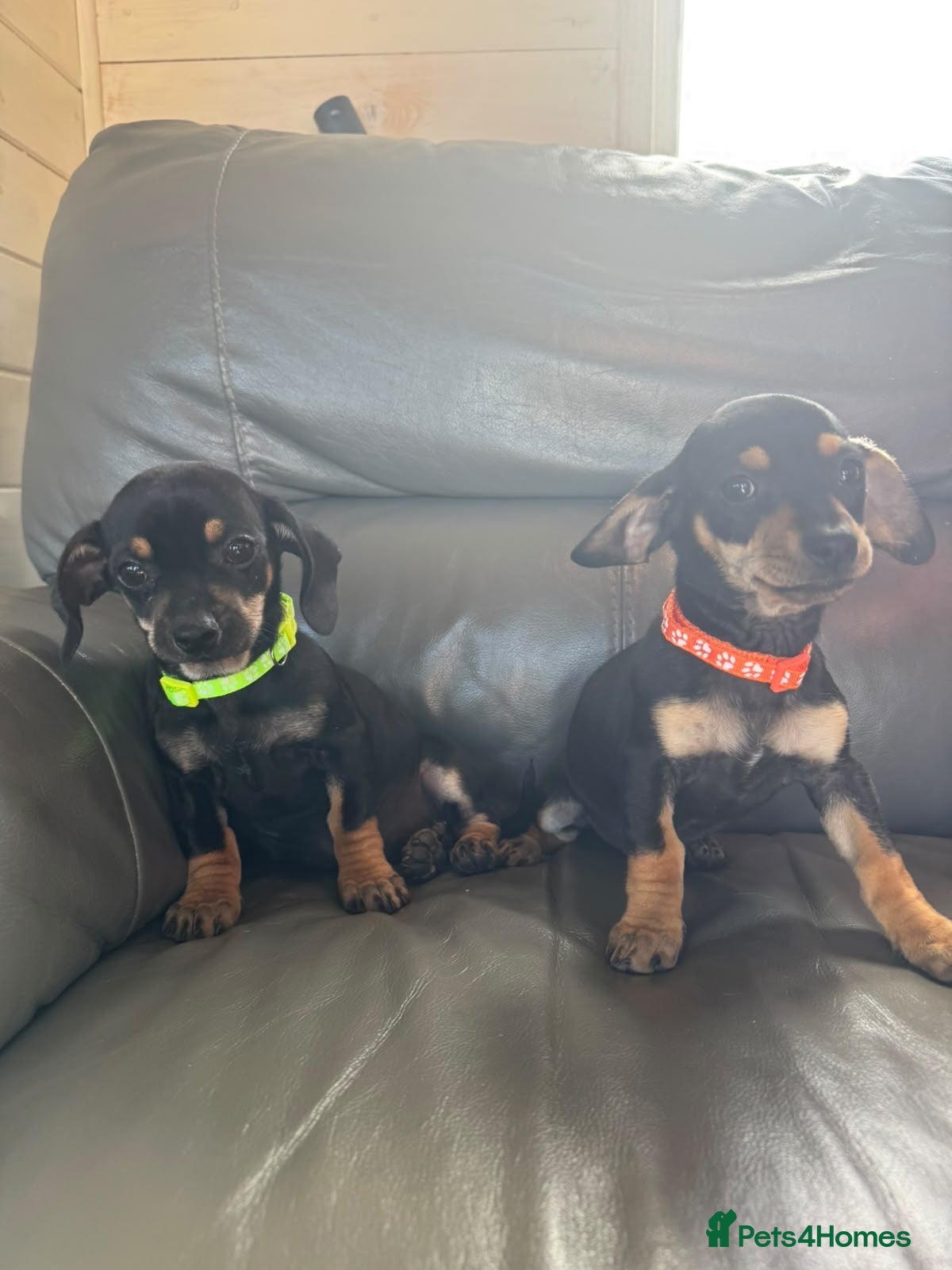 Dachshund dogs DACHSHUND PUPS READY LAST GIRL - Advert 5