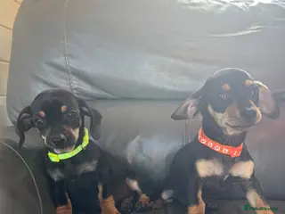 Dachshund dogs DACHSHUND PUPS READY LAST GIRL - Advert 4