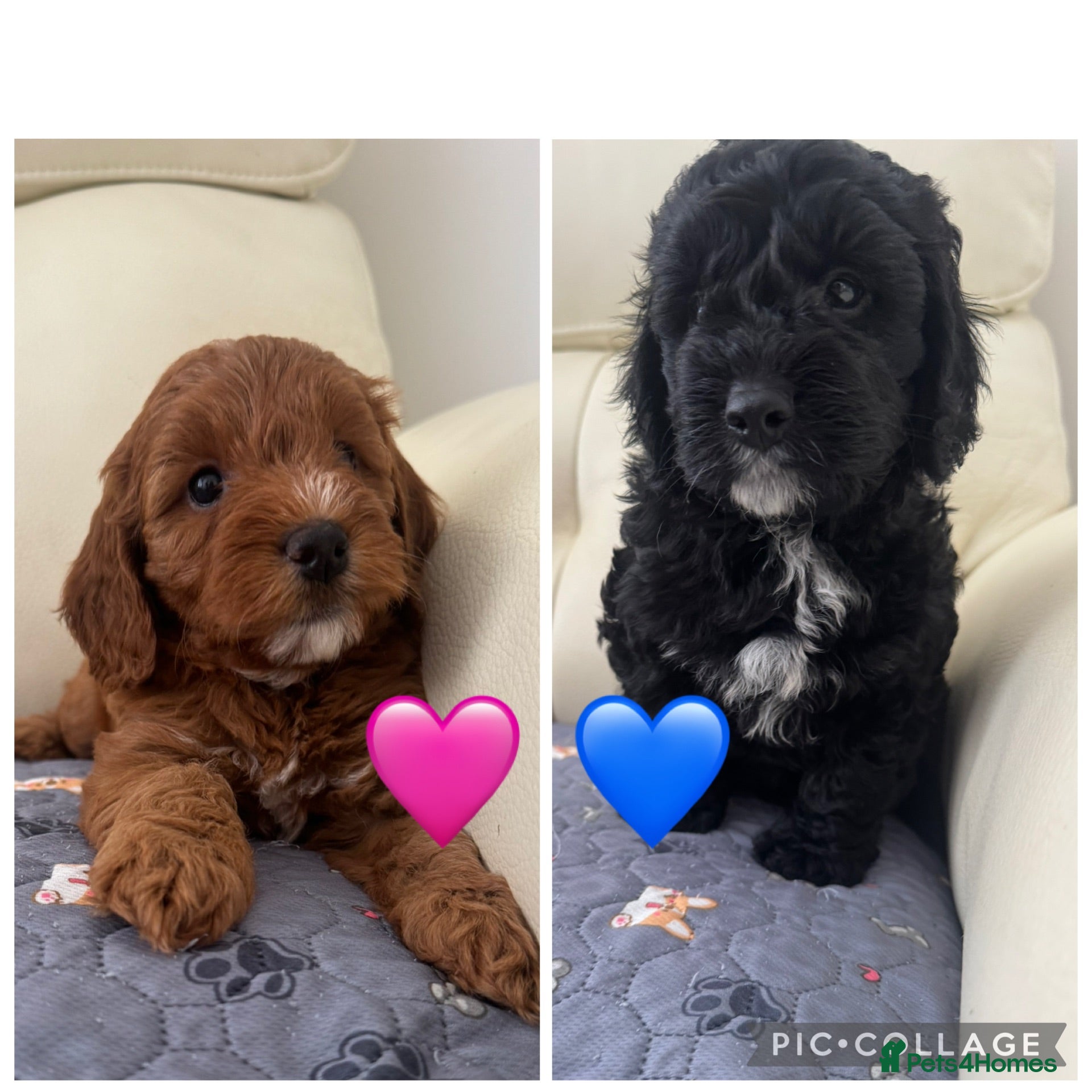 Cockapoo dogs F1 Cockapoo puppies health tested parents - Advert 15