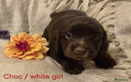 Cocker Spaniel dogs for sale: Exceptional KC Reg Working Cocker Spaniel Puppies - Image 1