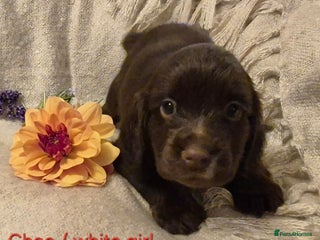 Cocker Spaniel dogs for sale - Advert 1