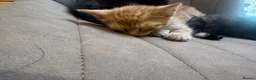 Mixed Breed cats for sale: Cute fuzzy kittens  - Advert 7
