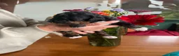 Bernedoodle dogs for sale: Stunning bernedoodle puppies  - Advert 6