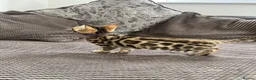 Bengal cats for sale: Stunning full pedigree registered bengal kittens  - Advert 20