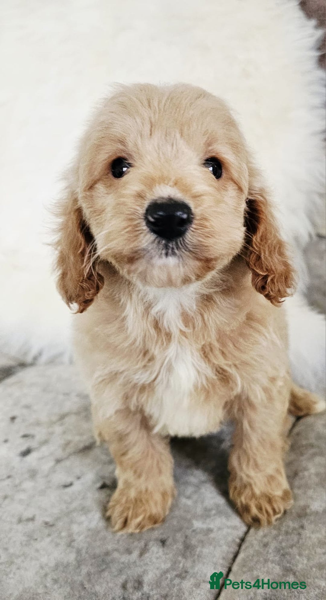 Cockapoo dogs for sale: F1B COCKAPOO 3 puppies 2 boys 1 girl available  - Advert 2