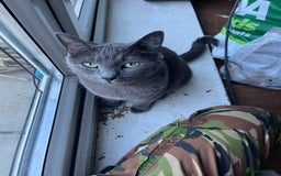 Mixed Breed cats for sale: Male, Grey, Ragdoll X Cat - Image 6