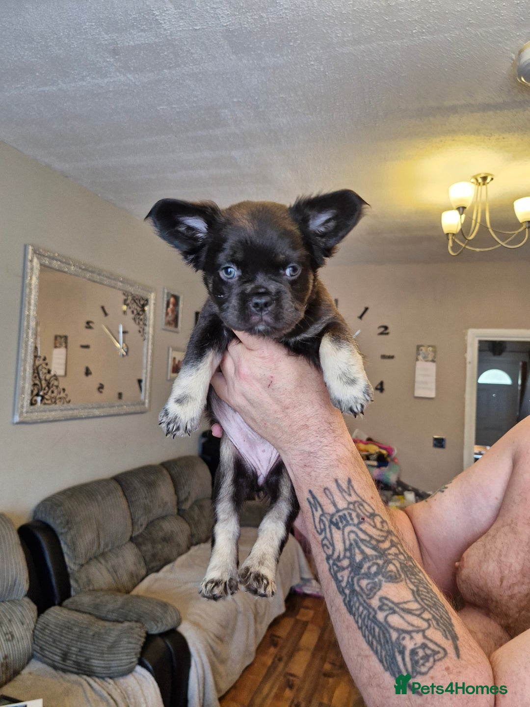 French Bulldog dogs for sale: Fluffy French bulldog pups for sale - Image 13