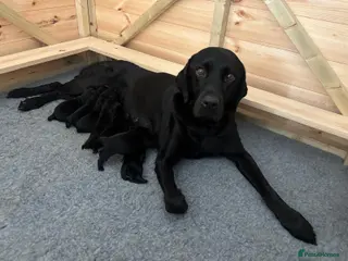 Labrador Retriever dogs KC Working Labrador retriever puppies - Advert 1