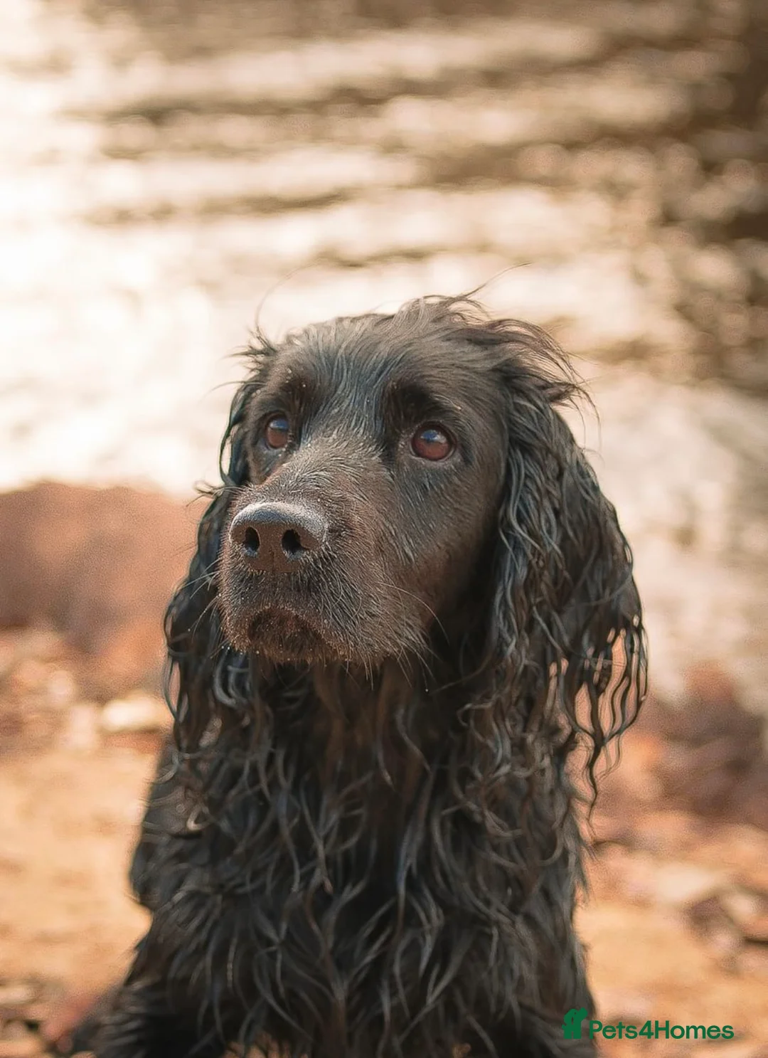 Cocker Spaniel dogs for sale: 2 Beautiful cocker spaniel Girls  - Advert 2