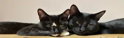 Domestic Shorthair cats for sale: 2 female kittens in Huddersfield - Advert 35