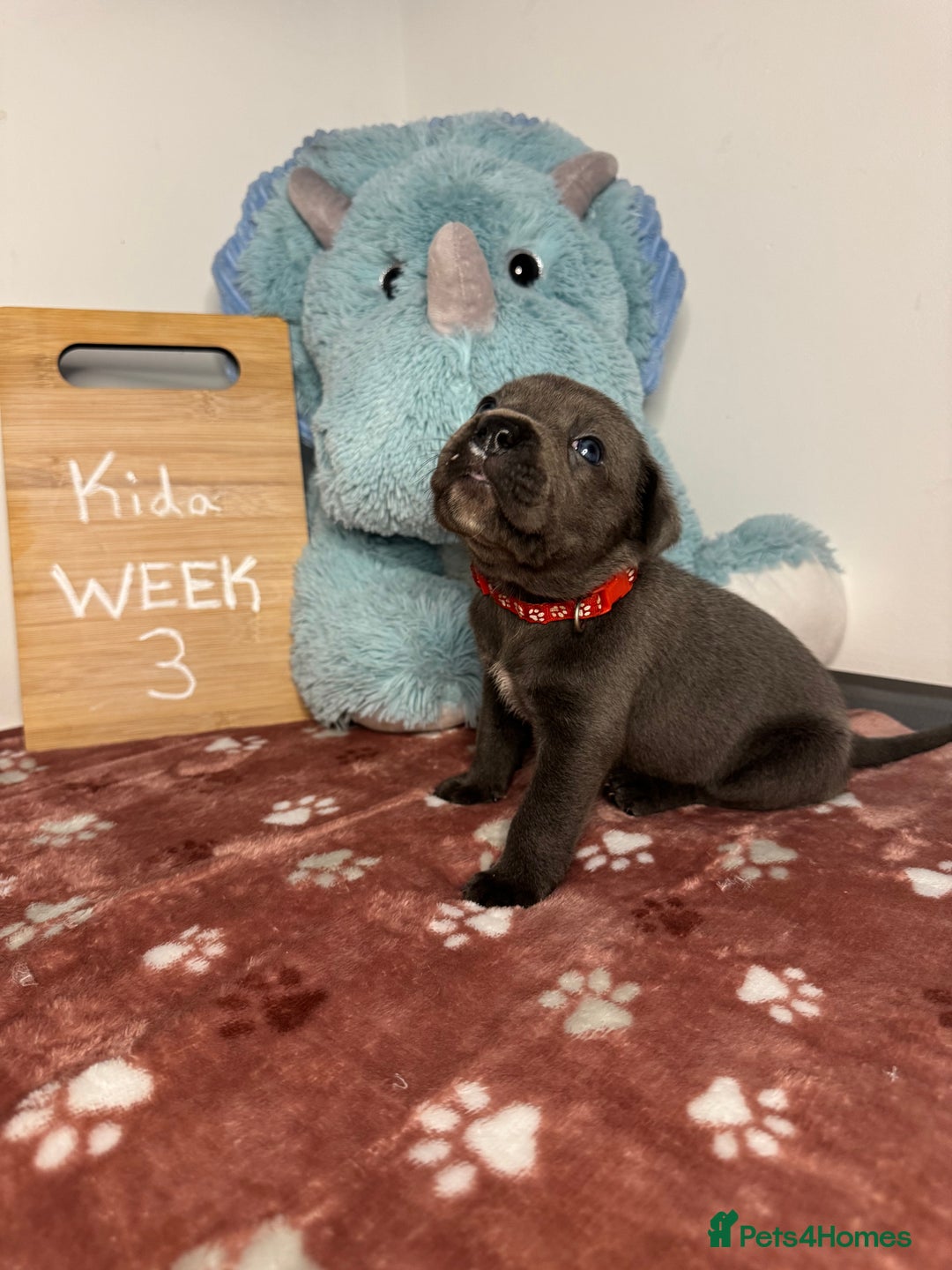 Cane Corso dogs for sale: Cane corso puppies for sale  - Image 24