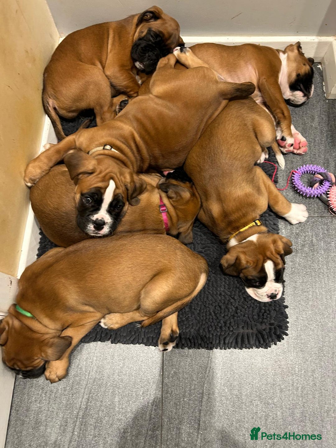 Boxer dogs for stud: Extensively Health Tested European Stud in Cardiff - Advert 11