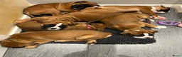 Boxer dogs for stud: Extensively Health Tested European Stud in Cardiff - Advert 11