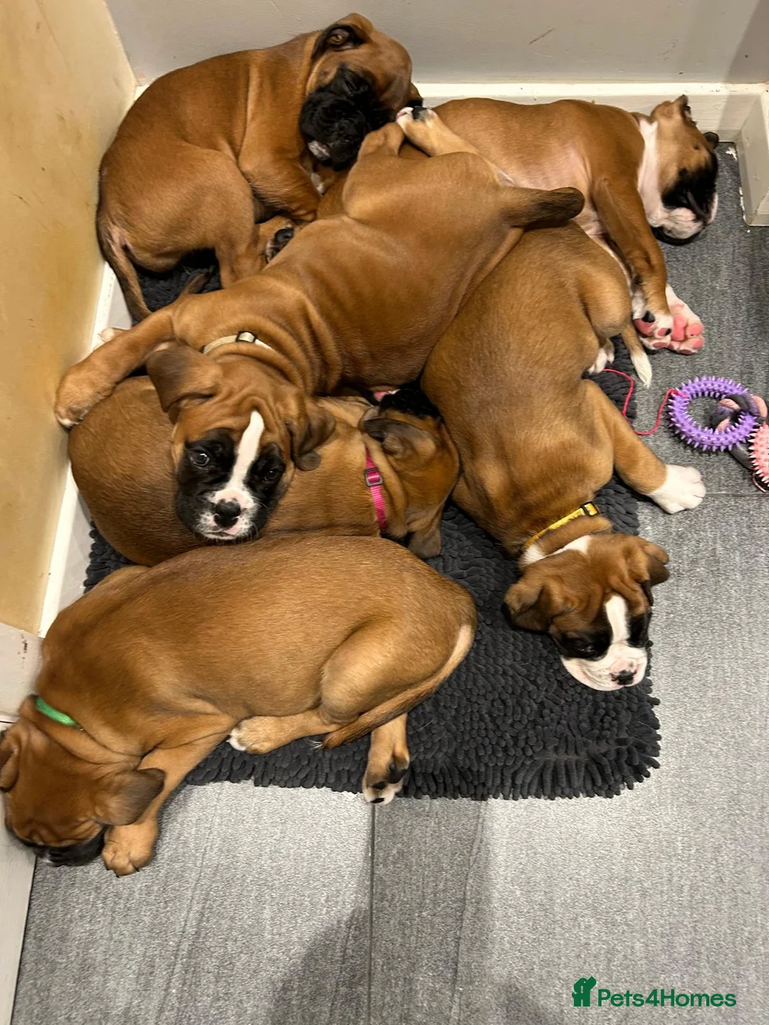 Boxer dogs for stud: Extensively Health Tested European Stud in Cardiff - Advert 11