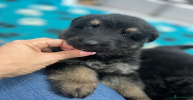 German Shepherd dogs - Advert 9