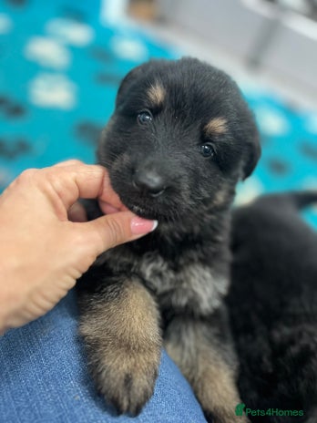 German Shepherd dogs - Advert 3
