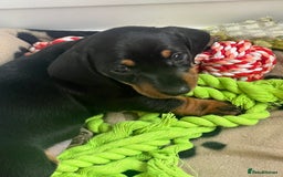 Miniature Dachshund dogs for sale: Just 1 left! KC registered miniature dachshund  - Image 9